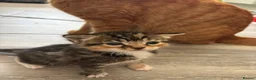 Mixed Breed cats for sale:  Stunning, Friendly & Confident Kittens - Advert 2