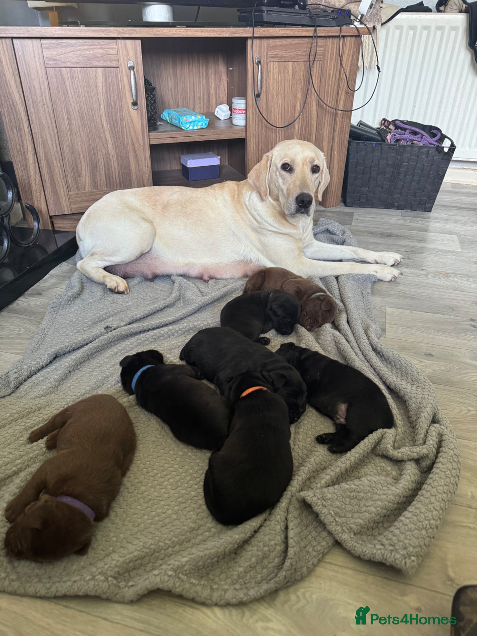 Labrador Retriever dogs  Labradors puppies - Advert 18