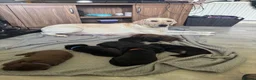 Labrador Retriever dogs for sale:  Labradors puppies 1 left !!! - Advert 1