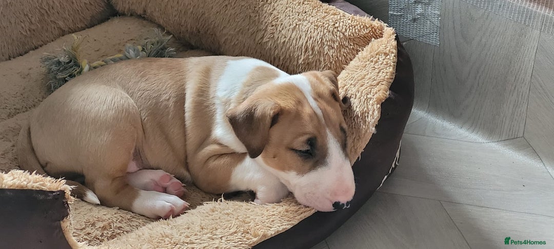 English Bull Terrier dogs for sale: English Bull Terrier Puppy Two Handsome Boys - Image 10