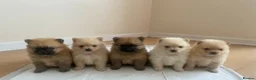 Pomeranian dogs for sale: Pomeranians  in Harlow - Advert 9