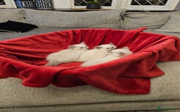 Ragdoll cats for sale: GCCF Pedigree Ragdolls Champion daddy - Image 10