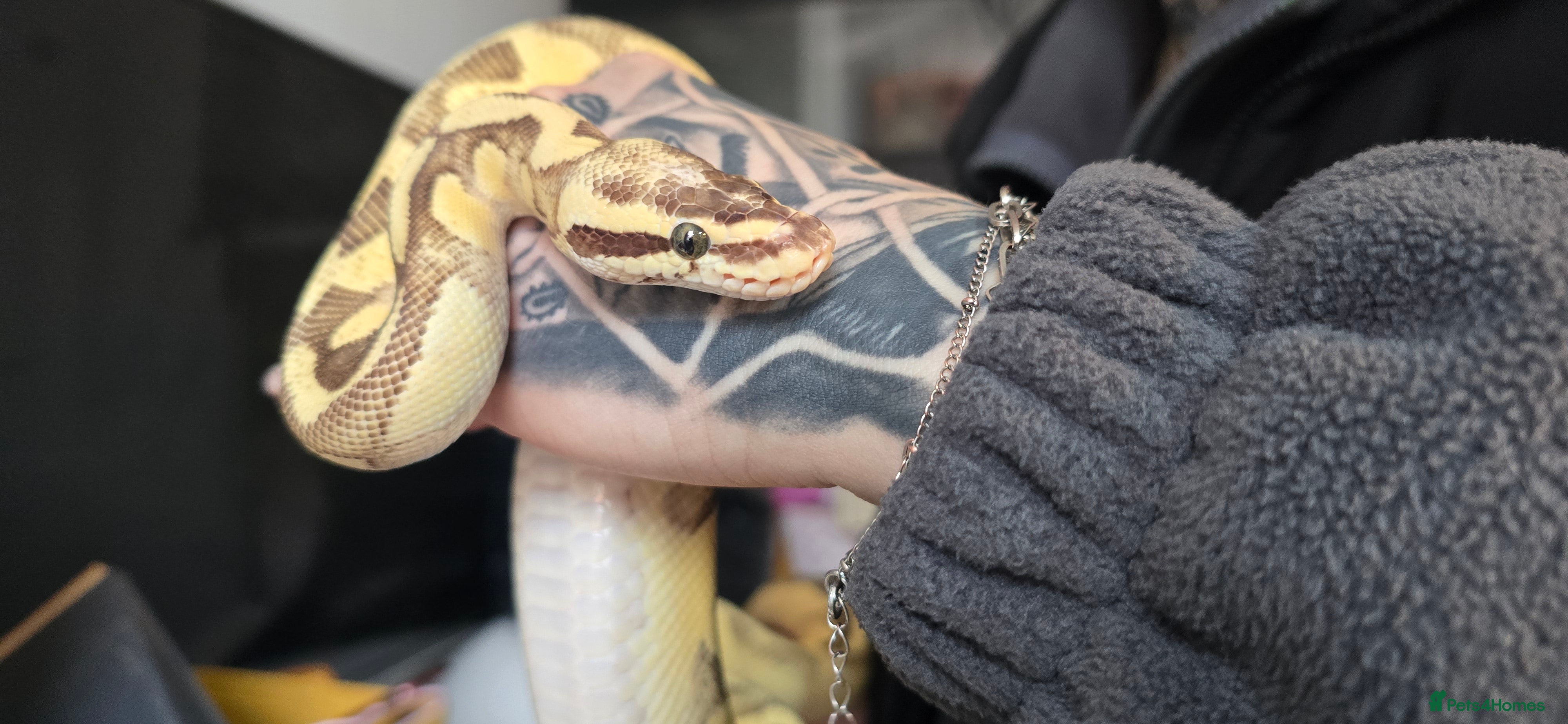 Python Snake reptiles Female bumblebee royal  - Advert 1