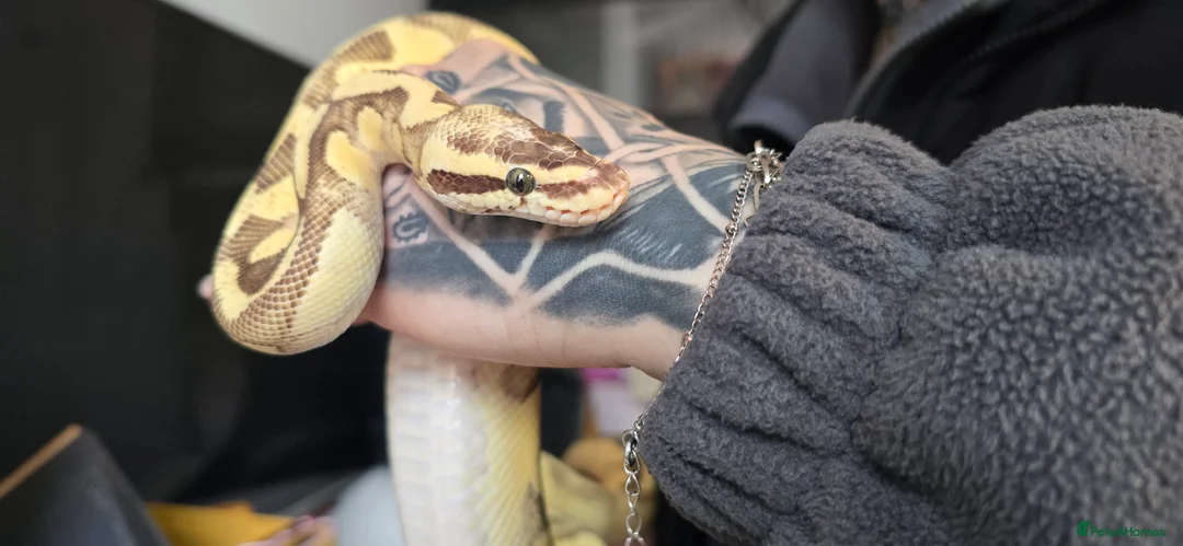 Python Snake reptiles for sale: Female bumblebee royal  - Advert 1