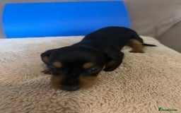 Dachshund dogs for sale: Dachshund puppies for sale stunning  - Image 5