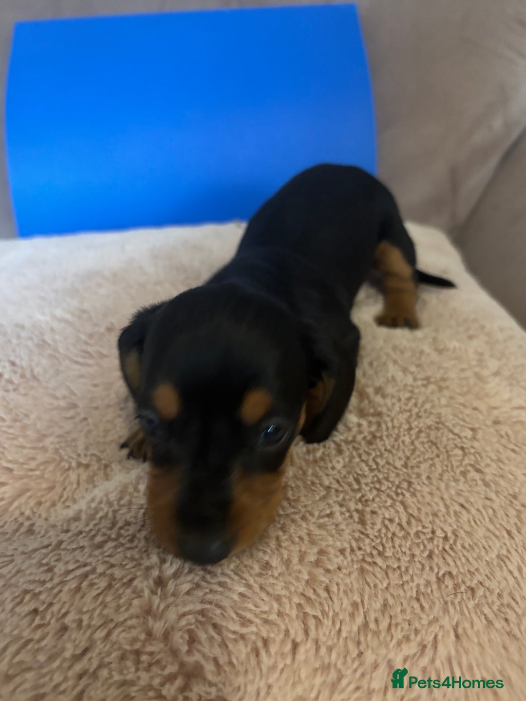 Dachshund dogs for sale: Dachshund puppies for sale stunning  - Image 5