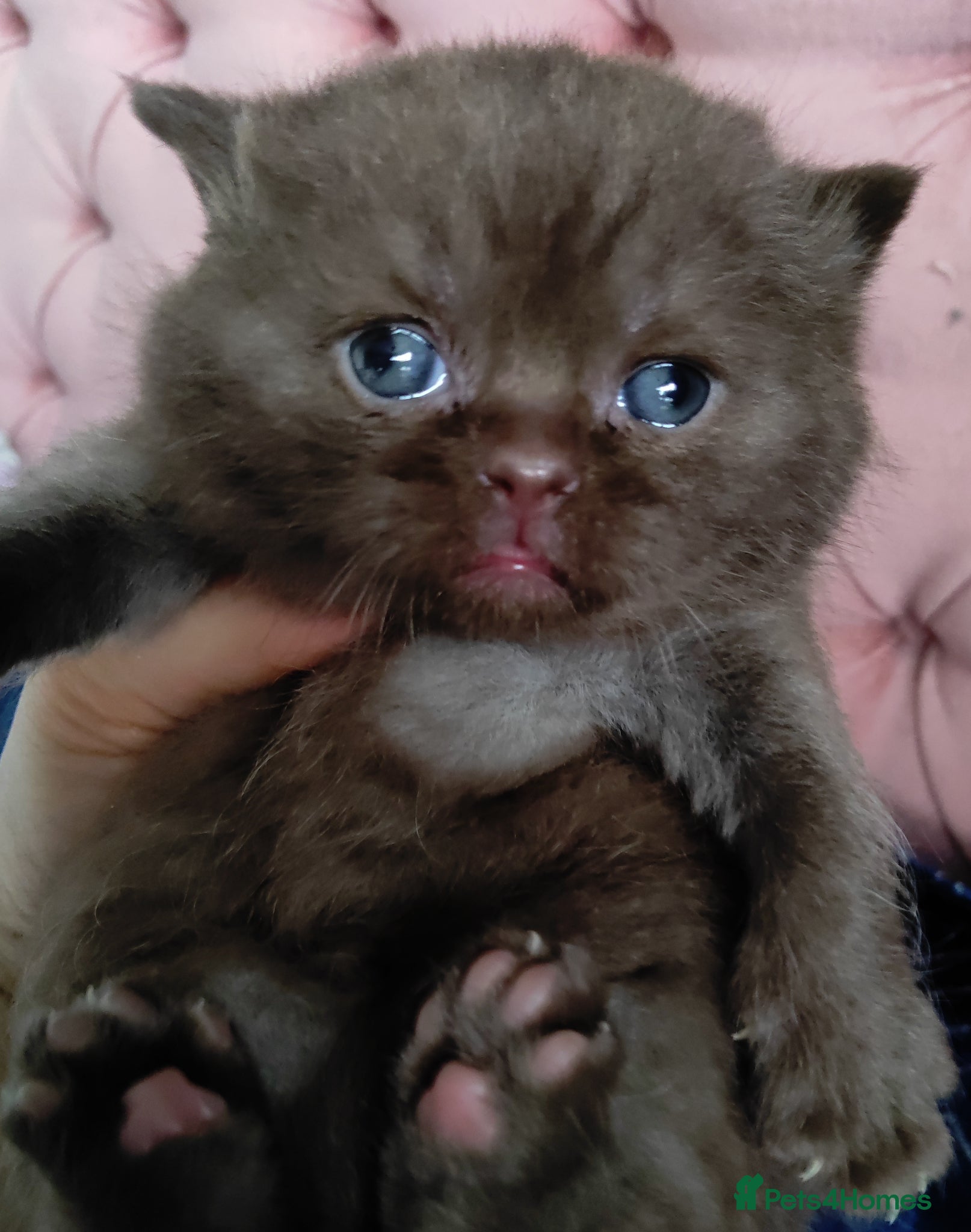 British Shorthair cats Gorgeous chocolate pedigree GCCF reg BSH kittens. - Advert 17