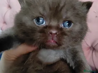 British Shorthair cats Gorgeous chocolate pedigree GCCF reg BSH kittens. - Advert 17