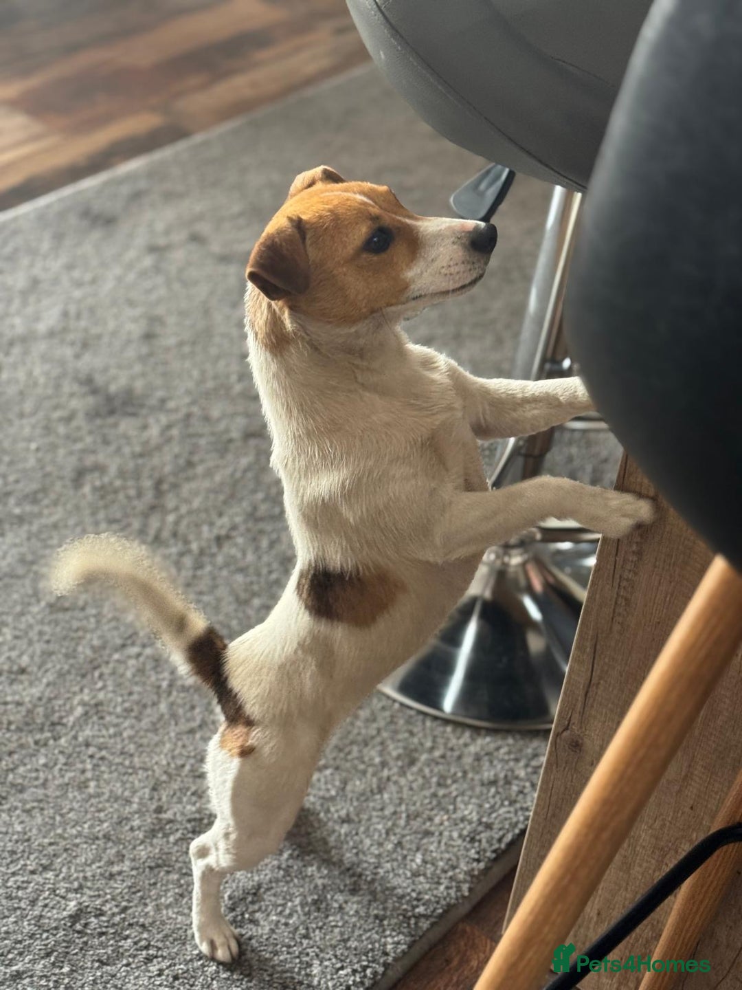 Jack Russell dogs for adoption: Sweet Jenni Looking for Love  - Image 3