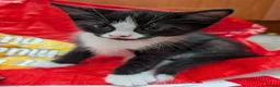 Mixed Breed cats for sale: READY- 1 BOY LEFT Maine Coon x British Shorthair - Advert 25