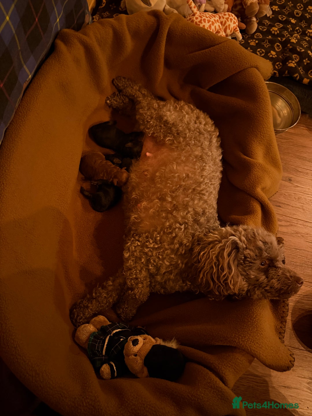 Toy Poodle dogs for sale: Toy poodle puppies  - Advert 12