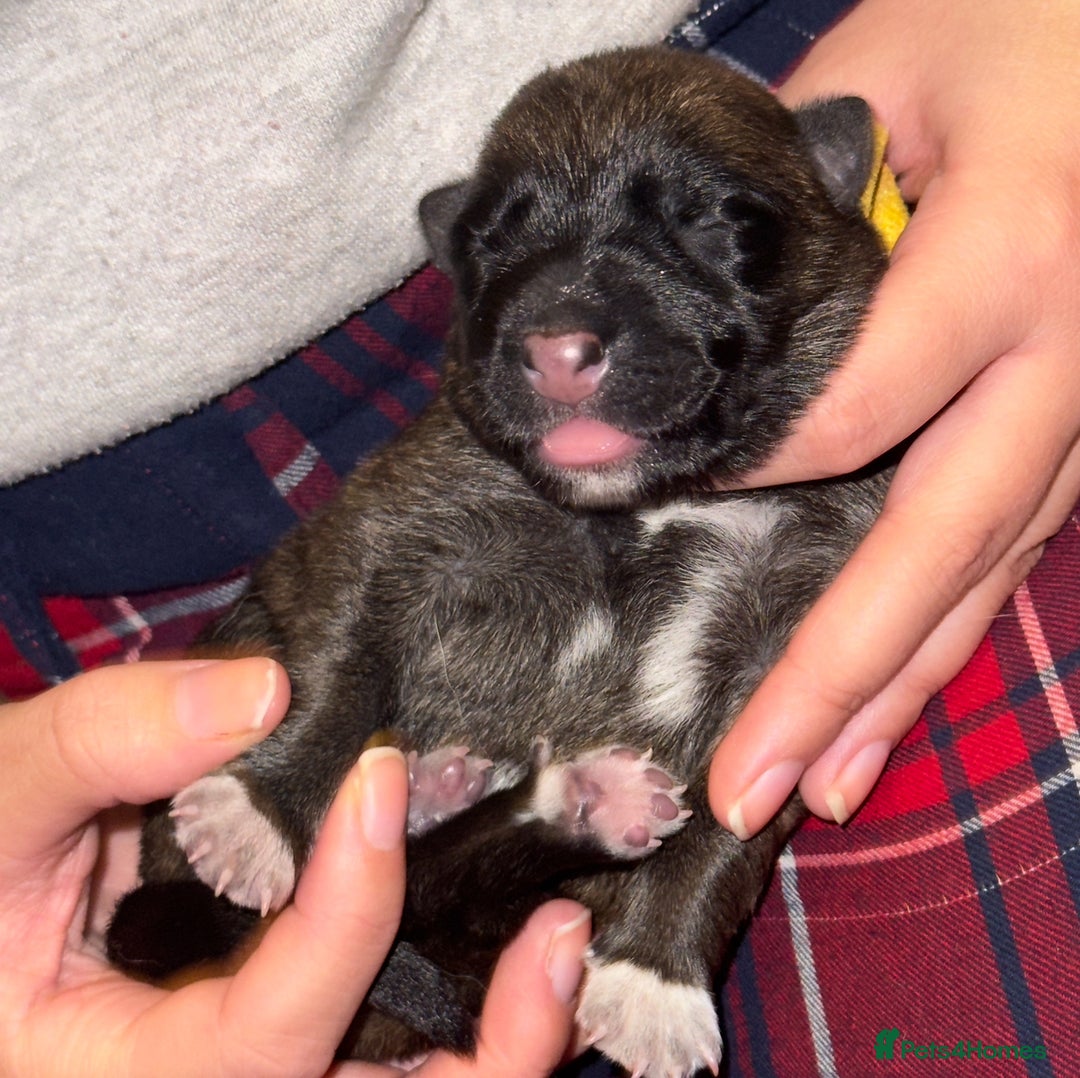 Mixed Breed dogs for sale: Belgian malinois x German Shepherd puppies  - Advert 19