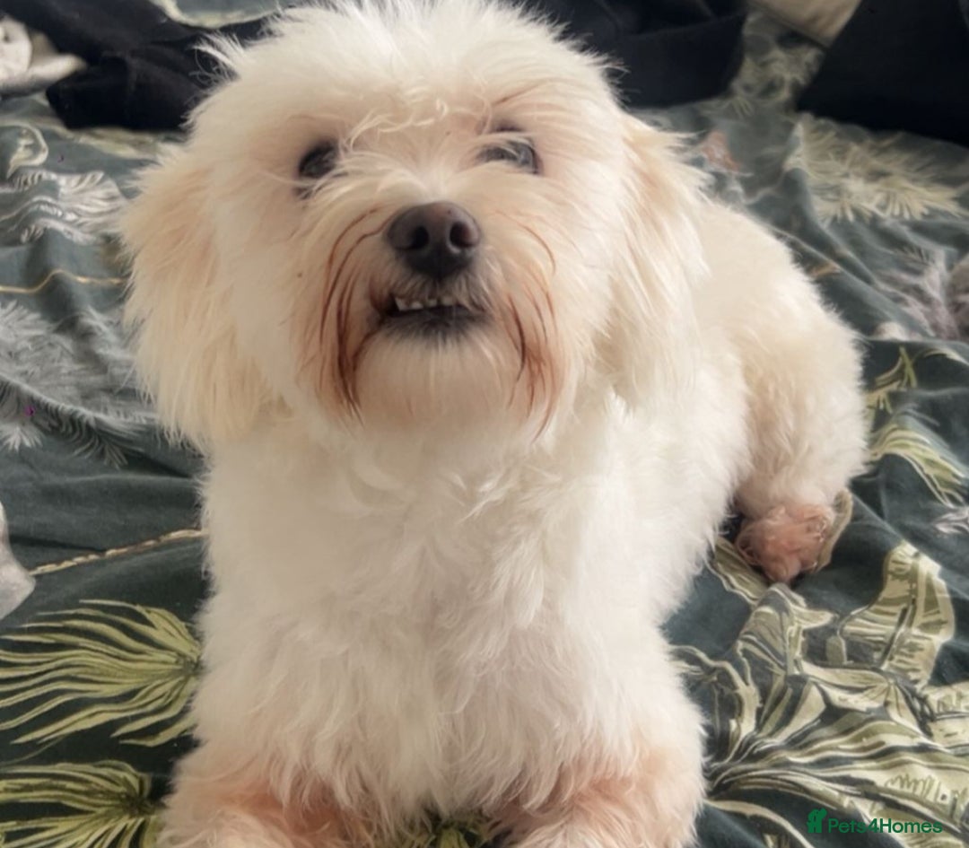 Mixed Breed dogs for sale: Bubbly little boy... only 1 left  - Advert 5