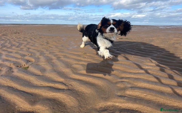 Cavalier King Charles Spaniel dogs in Mablethorpe - Advert 1