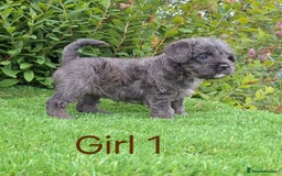 French Bulldog dogs for sale: French Bulldog Froodle Puppies  - Image 15