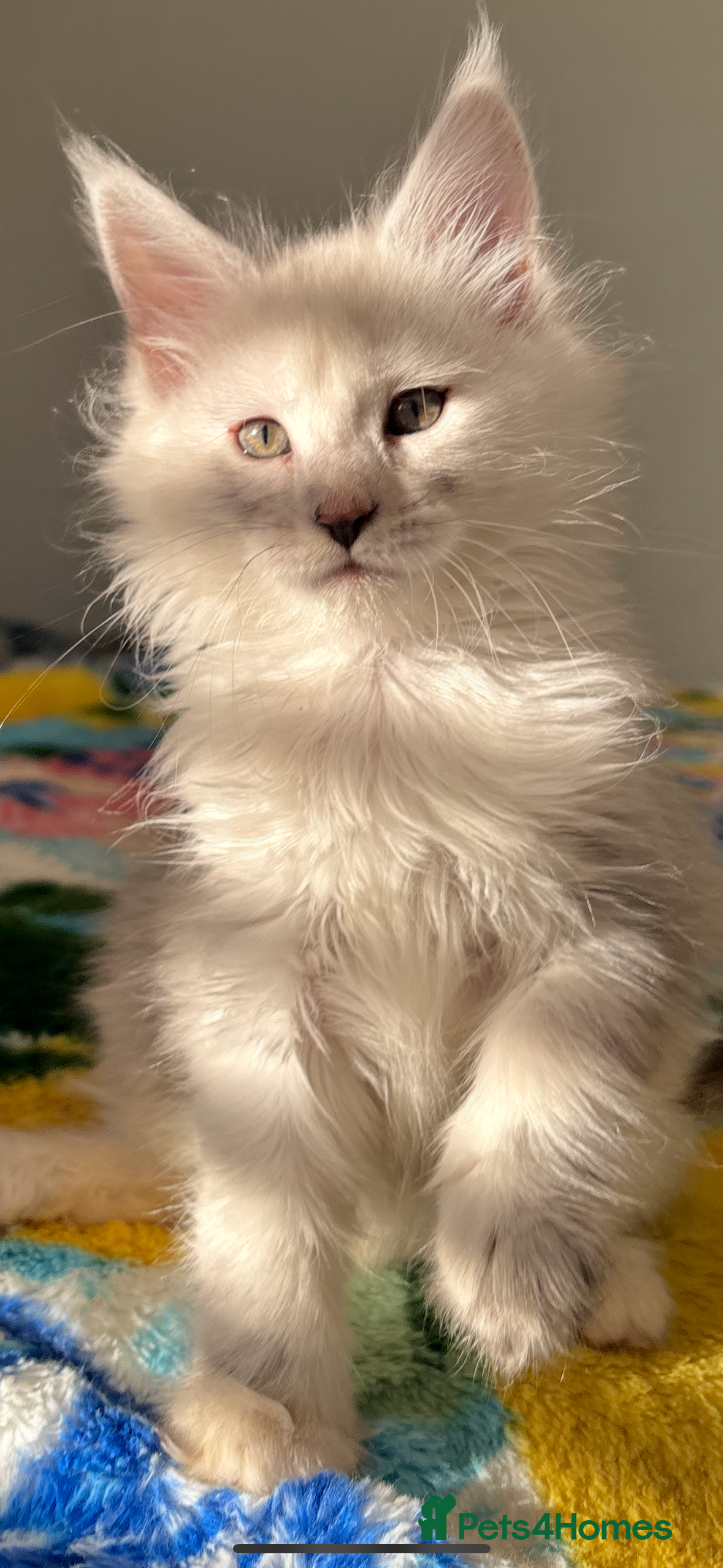 Maine Coon cats Stunning main coon kittens 🦁 - Advert 1