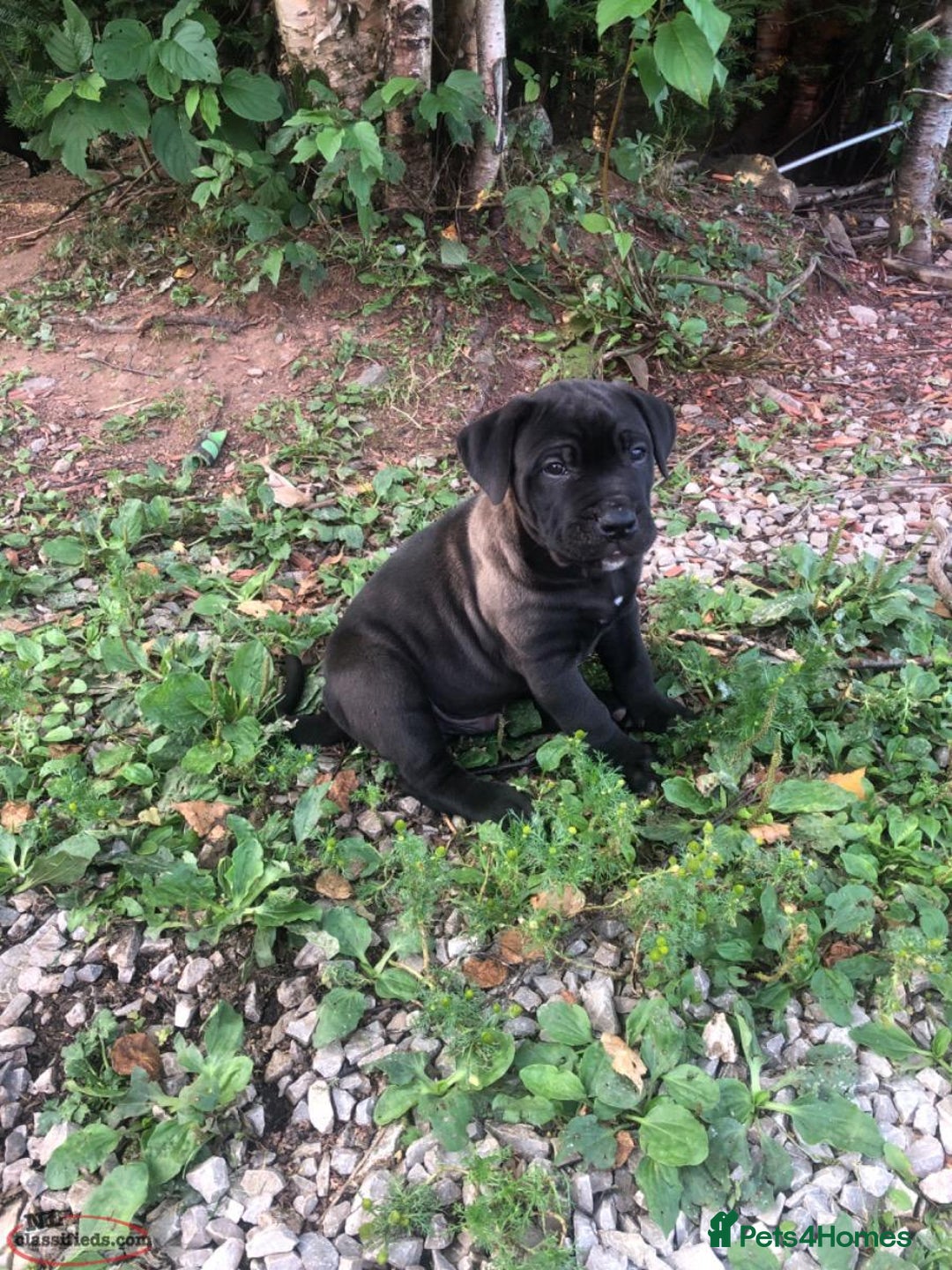 Cane Corso dogs for sale: Pure bred Cane Corso Pupps - Image 2
