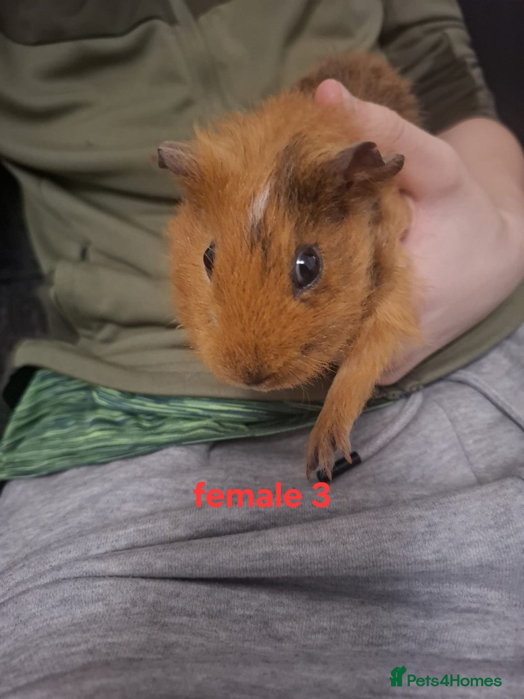 Guinea Pig rodents for sale: Mixed sex guinea pigs - Advert 6