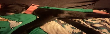 Mixed Breed 1