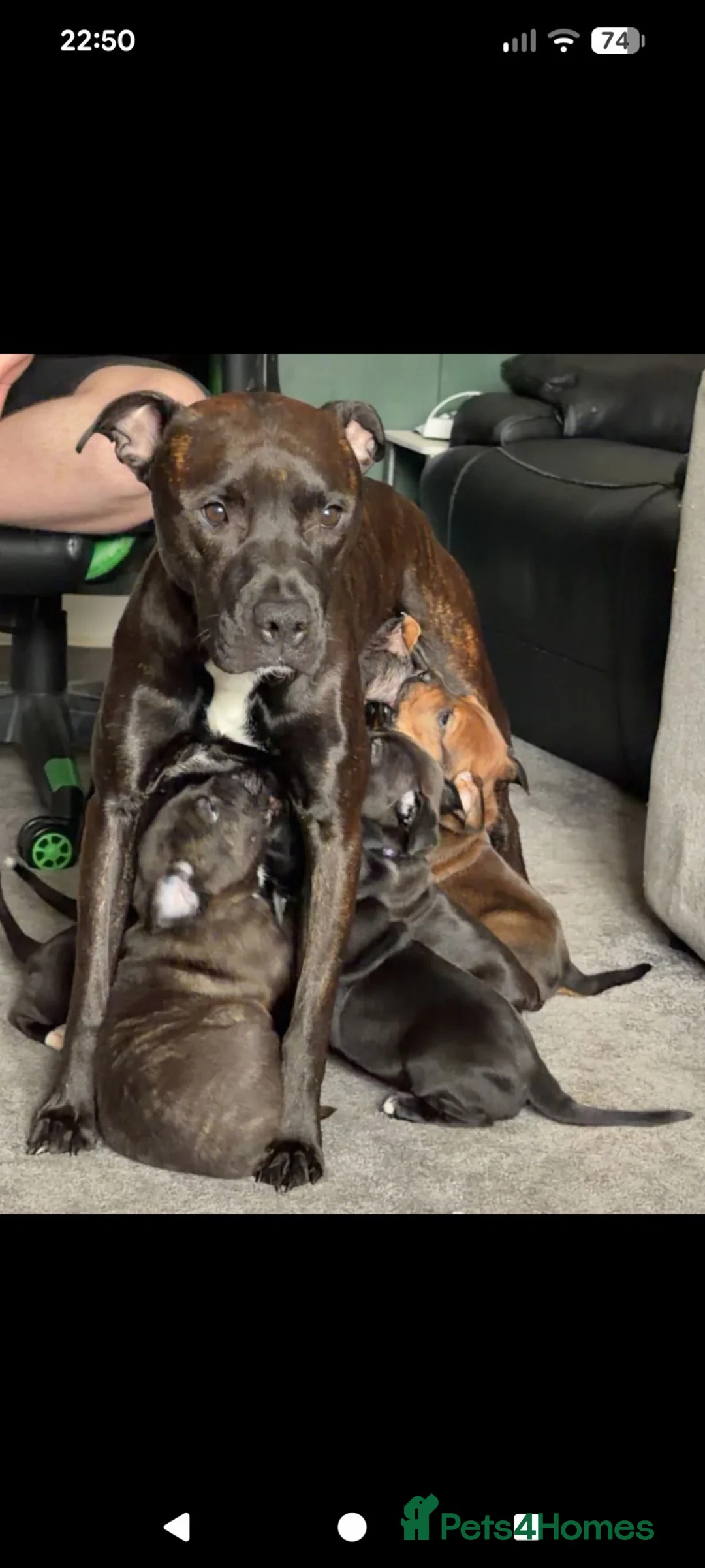 Mixed Breed dogs for sale: Staffy cross X Border collie cross puppies - Advert 2