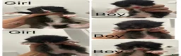 Mixed Breed cats for sale: 5 beautiful mixed black and white kittens  in Wickford - Advert 10