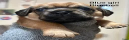 Mixed Breed dogs for sale: Pugalier (F1) puppies ready Nov 30th - Advert 2