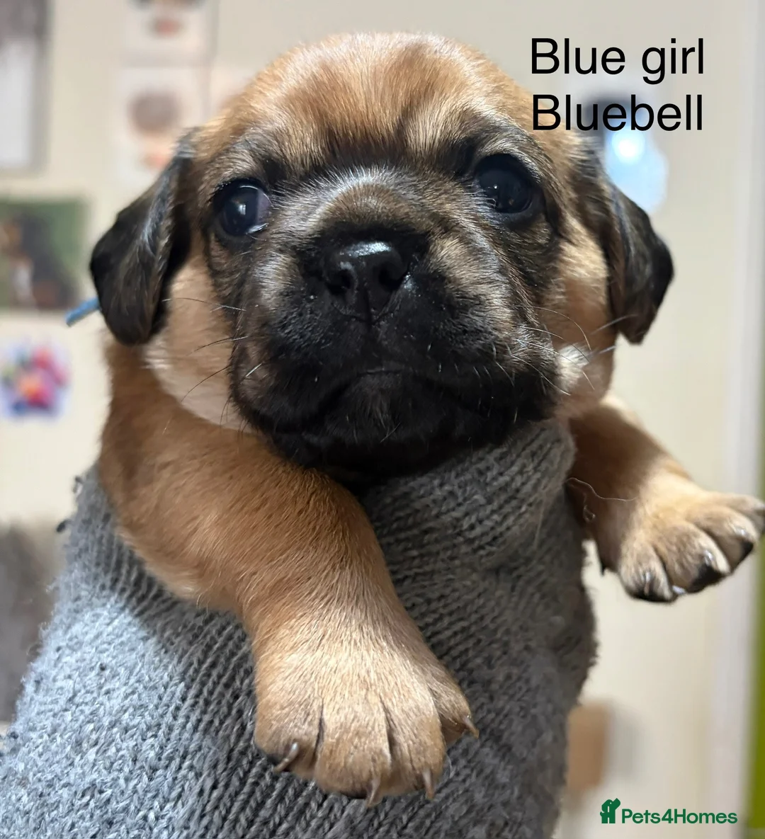 Mixed Breed dogs for sale: Pugalier (F1) puppies ready Nov 30th - Advert 2