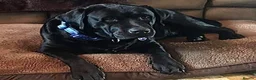 Labrador Retriever dogs for stud: Labrador, proven, health tested, show bred  - Advert 26