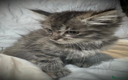 Ragdoll cats for sale: Ragdolls  - Image 14