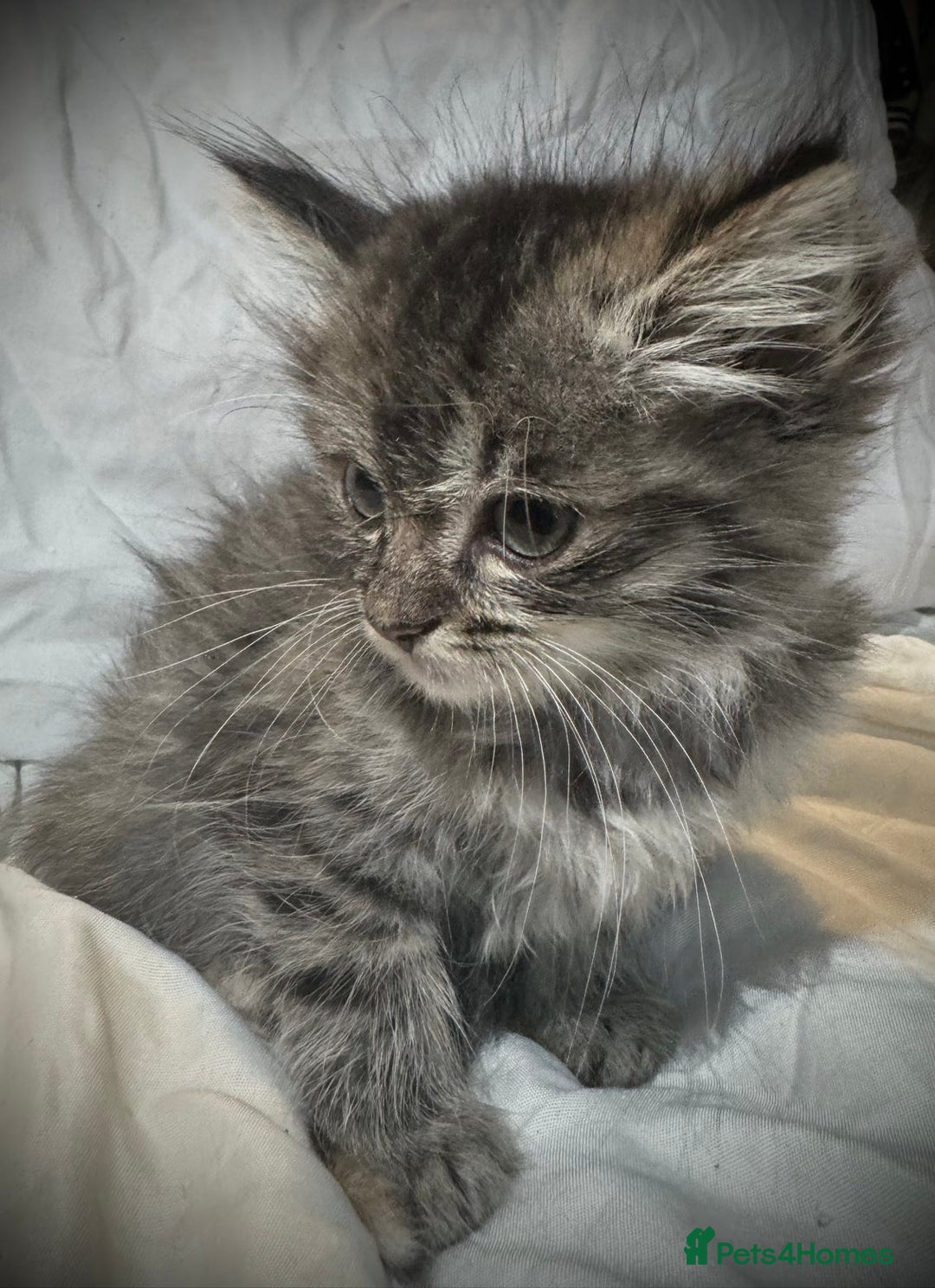 Ragdoll cats for sale: Ragdolls  - Image 14