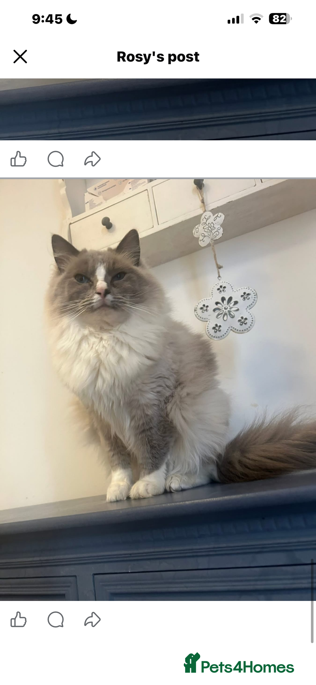 Ragdoll cats for sale: Two lovely ragdoll cats  - Advert 1