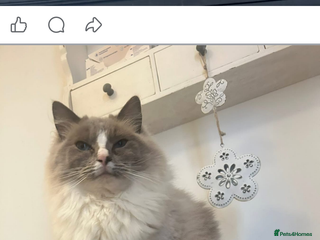 Ragdoll cats Two lovely ragdoll cats - Advert 1