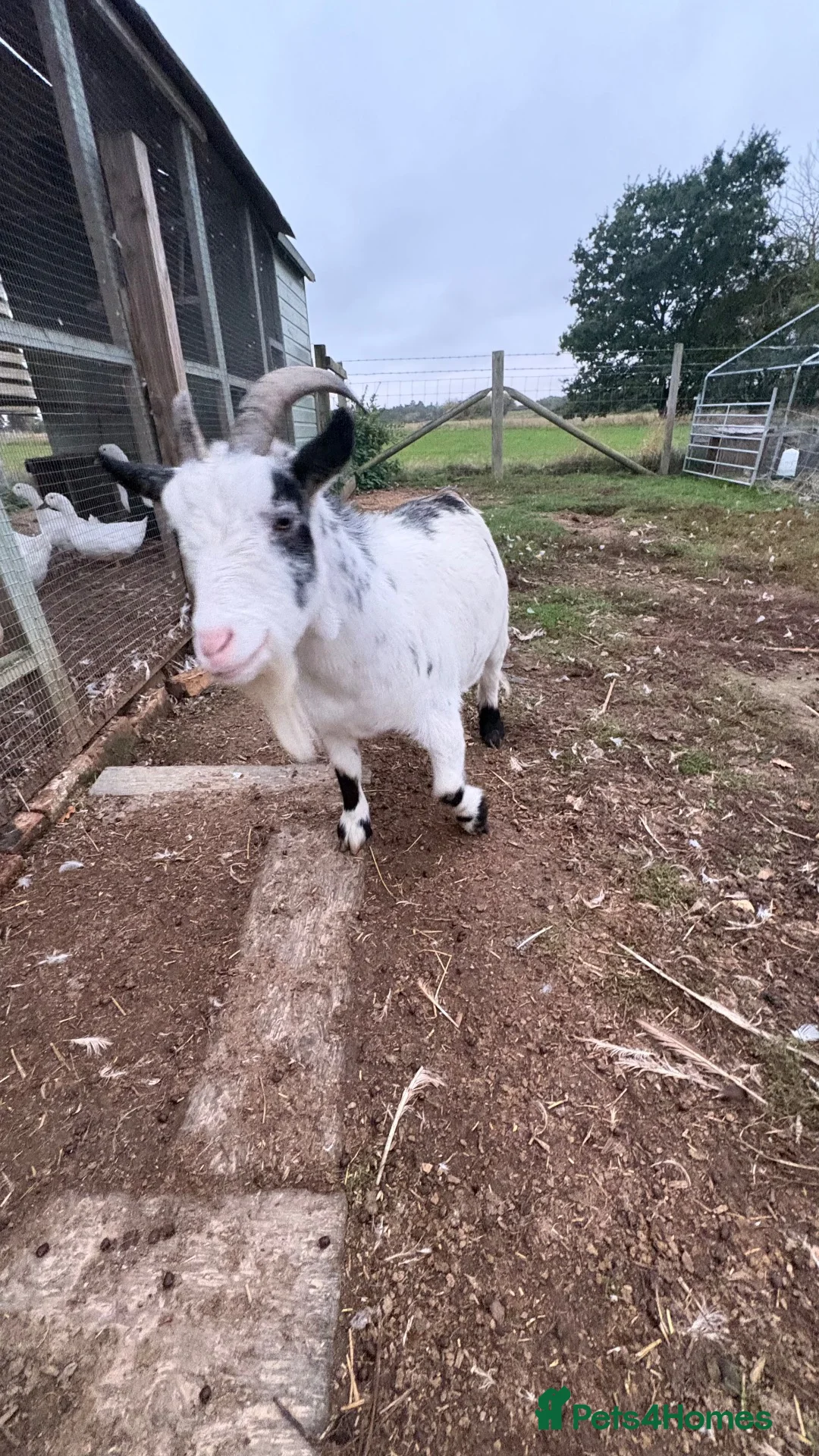 Goats livestock for sale: Pygmy goat - Advert 2