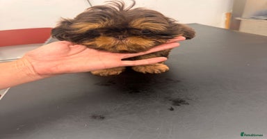 Shih Tzu dogs - Advert 8