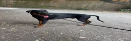 Dobermann dogs for sale: Duke 11MonthDoberman Looking for His Forever Home  in Wolverhampton - Advert 11