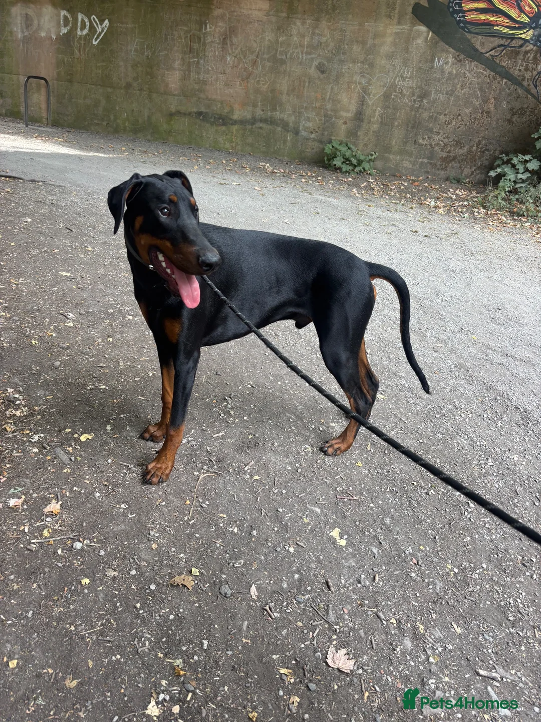 Dobermann dogs for sale: Duke 11MonthDoberman Looking for His Forever Home  in Wolverhampton - Advert 11