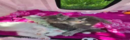 Maine Coon cats for sale: Kittens - Advert 9