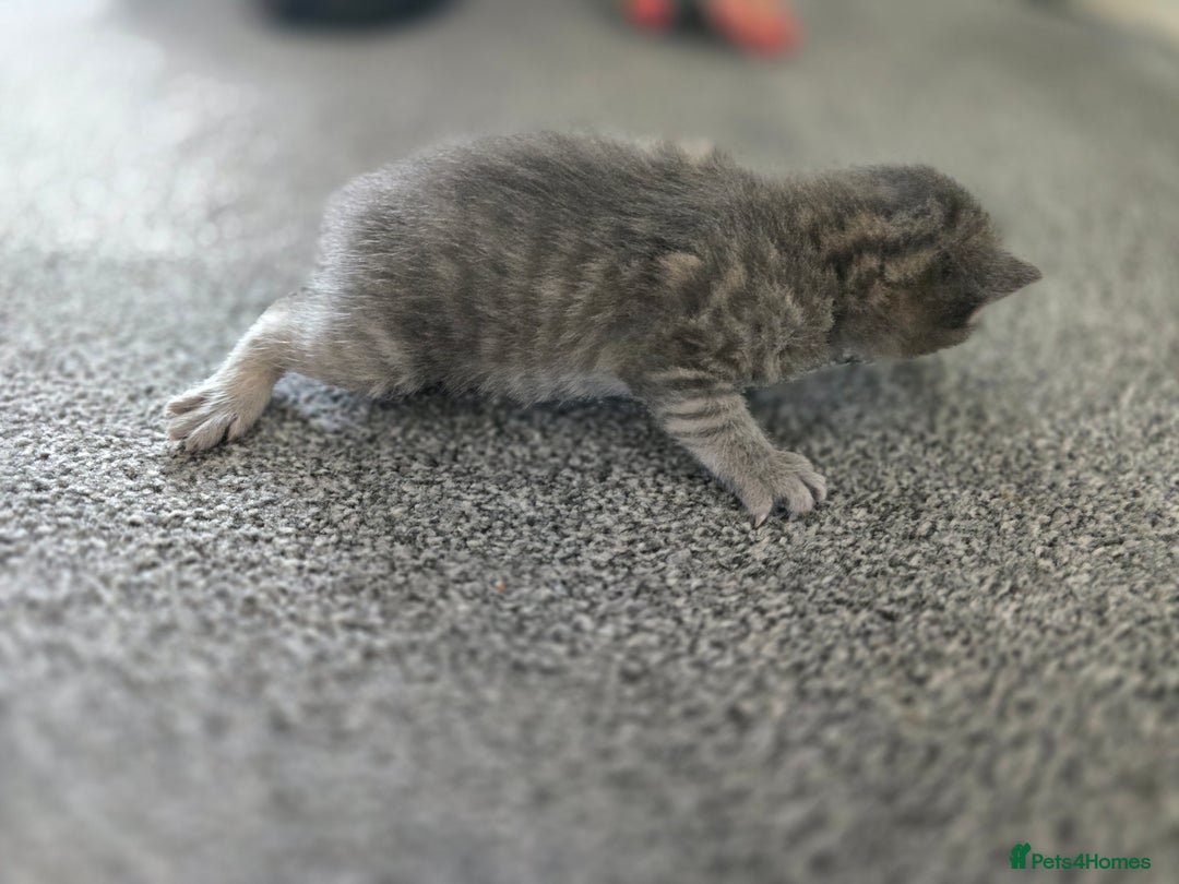 British Longhair cats for sale: 5 beautiful fluffy kittens – 4 girls, 1 boy - Image 8