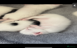 Mixed Breed cats for sale: Kittens  - Advert 2