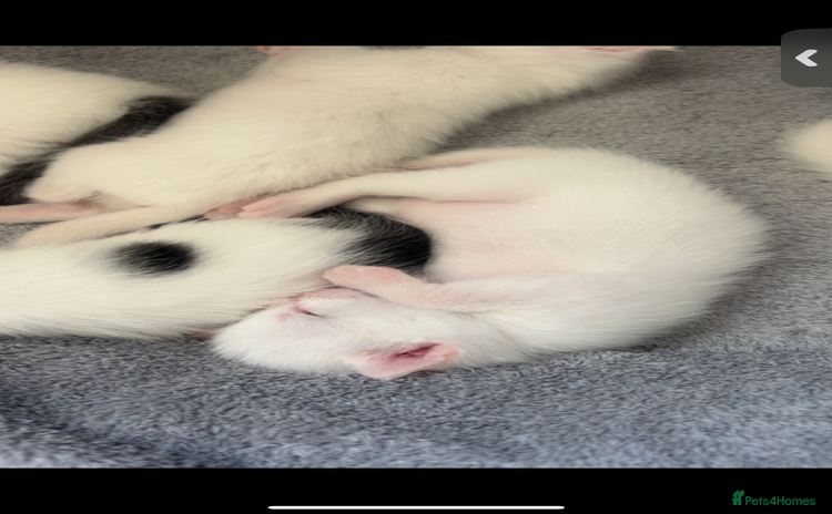 Mixed Breed cats for sale - Advert 1