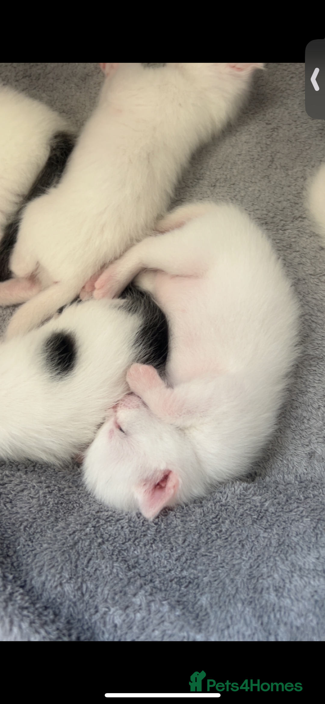 Mixed Breed cats for sale: Kittens  - Advert 2