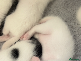 Mixed Breed cats - Advert 34