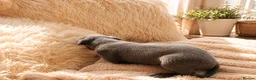 Italian Greyhound dogs for sale: 1 BOY LEFT Italian Greyhound Puppies - Advert 20