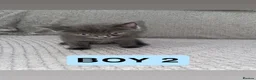 Mixed Breed cats for sale: Three mixed/part ragdoll kittens - Advert 6
