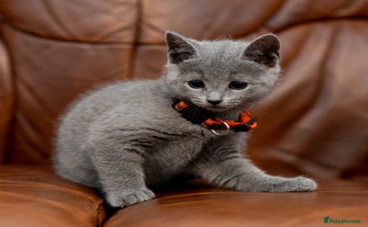 Russian Blue cats - Advert 1