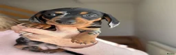 Miniature Dachshund dogs for sale: Minature Dachshund Pups - Advert 2