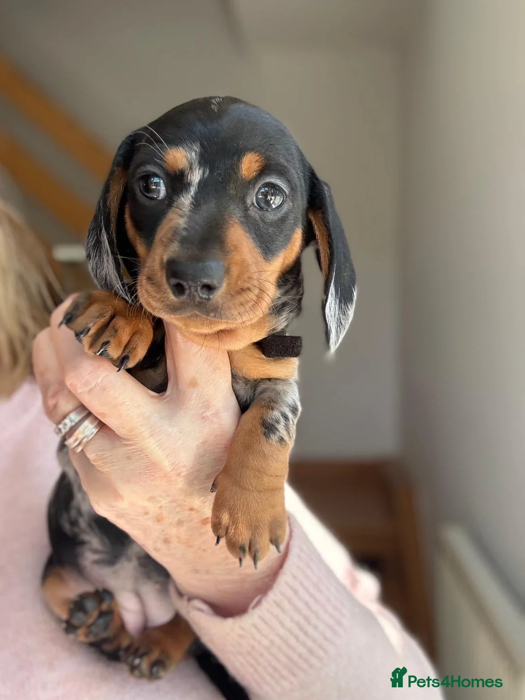 Miniature Dachshund dogs for sale: Minature Dachshund Pups - Advert 2