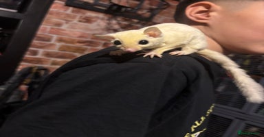 Sugar Glider rodents - Advert 12