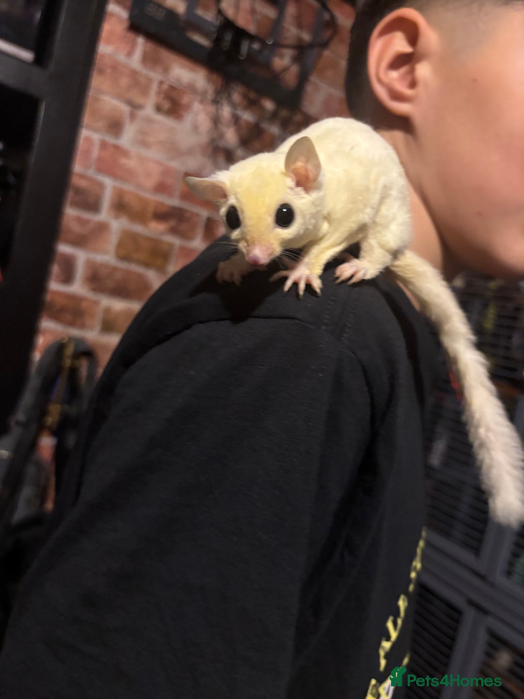 Sugar Glider rodents for sale: Twin sugar gliders - Image 2