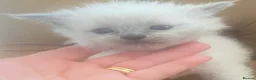 Ragdoll cats for sale: Ragdoll Kittens - Advert 5